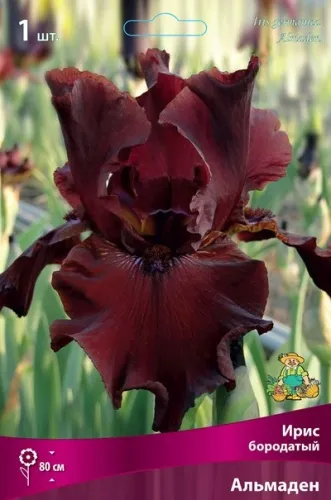 Кореневище Ирис бородатый Альмаден 1шт Поиск 