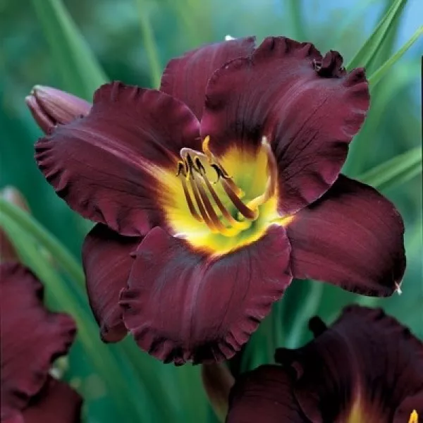 Корневище НВМ Лилейник Бела Лугоси (I) 1шт 