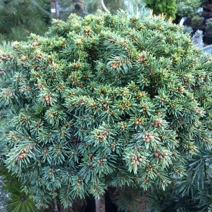 Ель обыкновенная Тумбелина на штамбе h 30 C4 Mt 