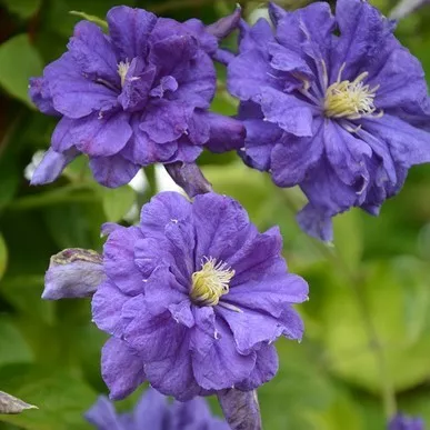 Клематис Флорал Данс v2 Cl 