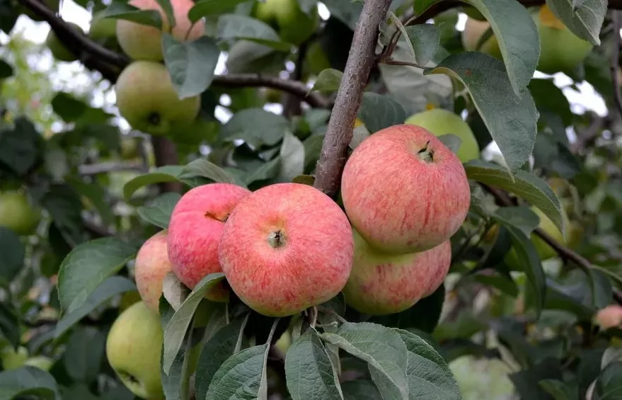 Яблоня Конфетное v5 100-140 Lav 