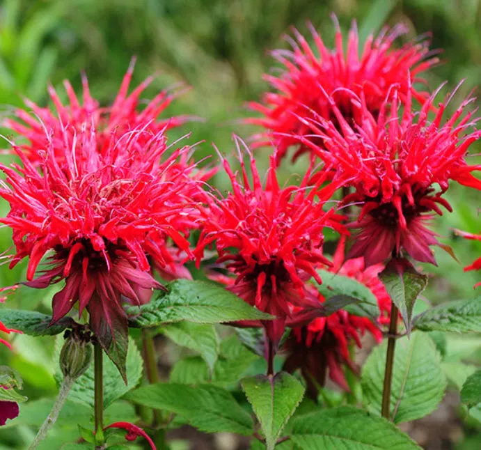 Монарда двойчатая Панорама Ред d12 ХР 