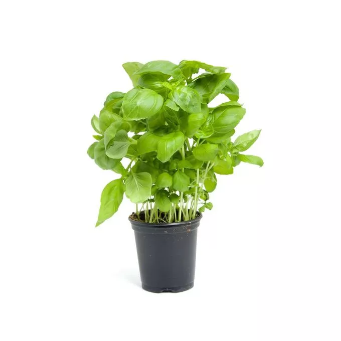 Базилик в асс d11 Bix 