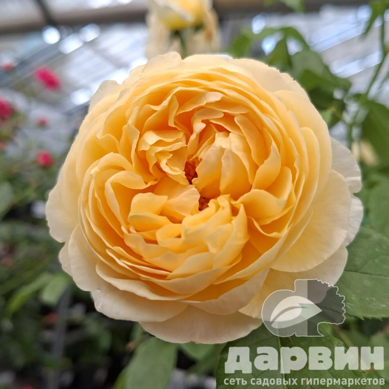 Роза на штамбе Шарлотта C20, штамб 90 YP 