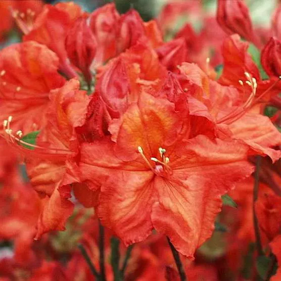 Азалия Феерверк с2 BL 