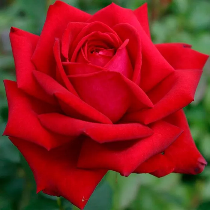 Роза чайно-гибридная Бургунд v5 Tim 