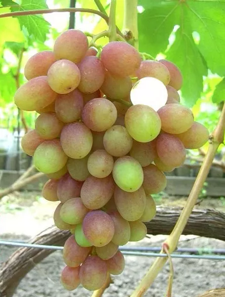 Виноград плодовый Паланга, желтый v5 Tim 