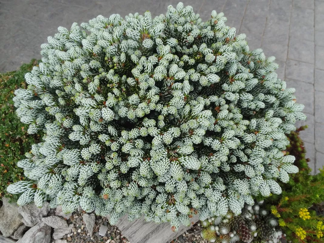 Пихта корейская Когоутс Айсбрейкер v12 30-35 Tw 