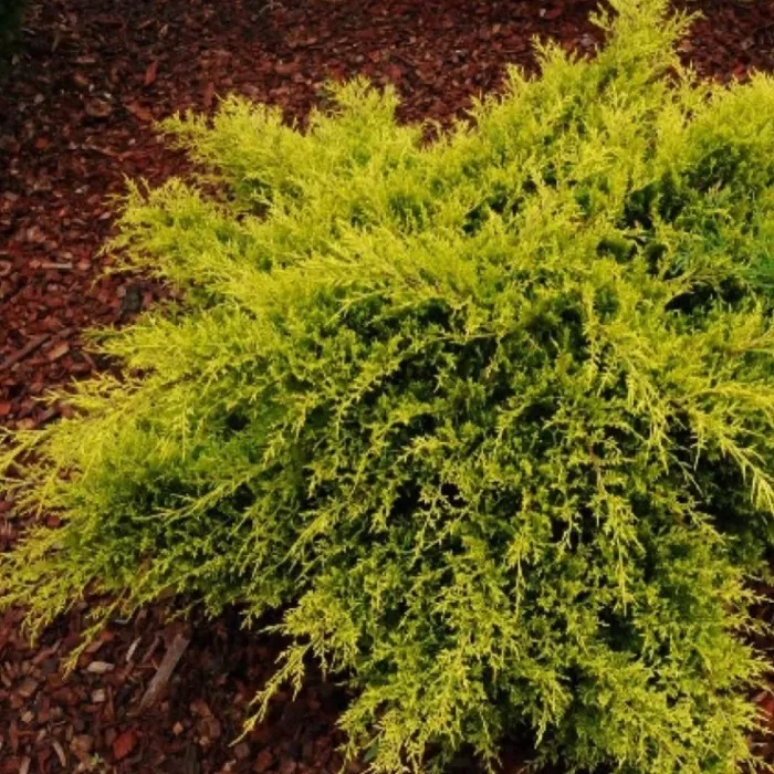 Растение можжевельник китайский Олд голд 40-50см KG 