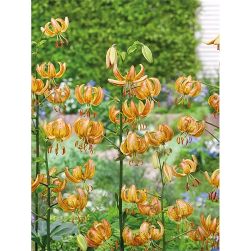 Луковица Лилия мартагон Пепард Голд 20/22 1шт 