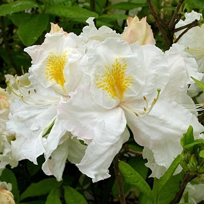 Азалия гибридная Оксидол С5 