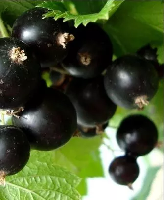 Смородина черная Орловская серенада С2 ЦО 