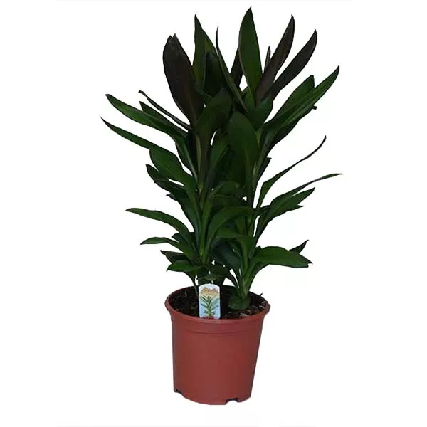 Кордилина в ассортименте d19 