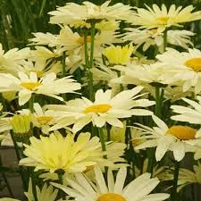 Нивяник Бродвей Лайтс, С3 ЦО 