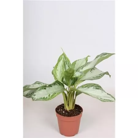 Аглаонема Сильвер Блу d12 h30 