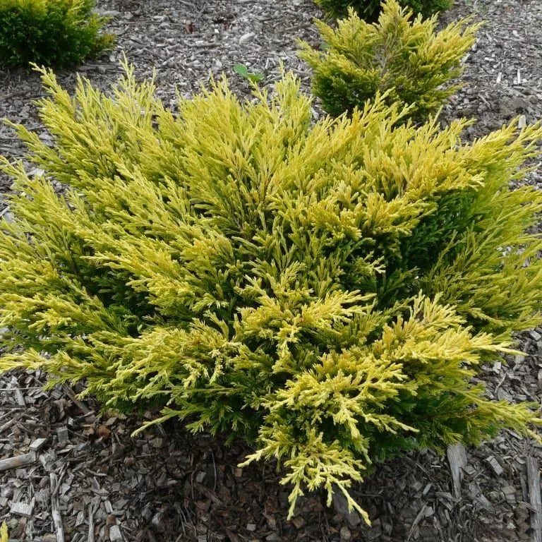 Можжевельник горизонтальный Лаймглоу С5 