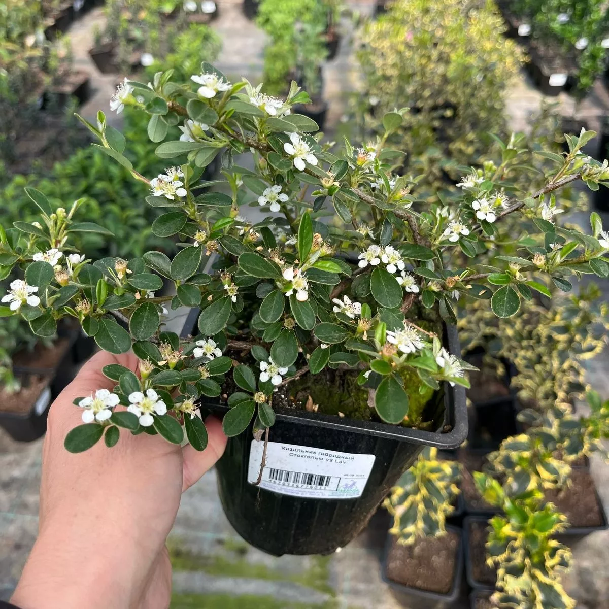 Кизильник гибридный Стокгольм v2 Lav 