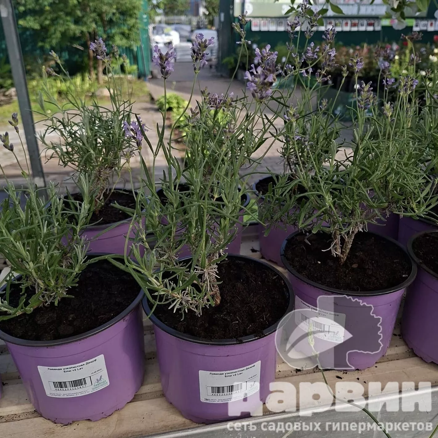 Лаванда узколистная Дварф Блю v2 Lav 