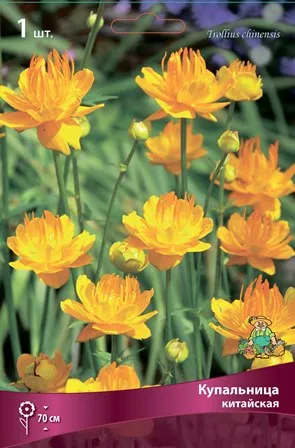 Кореневище Купальница  китайская 1шт Поиск 