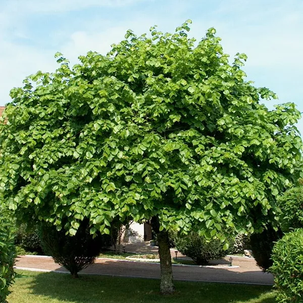 Липа крупнолистная Фастигиата с7 h120-180 Bor 