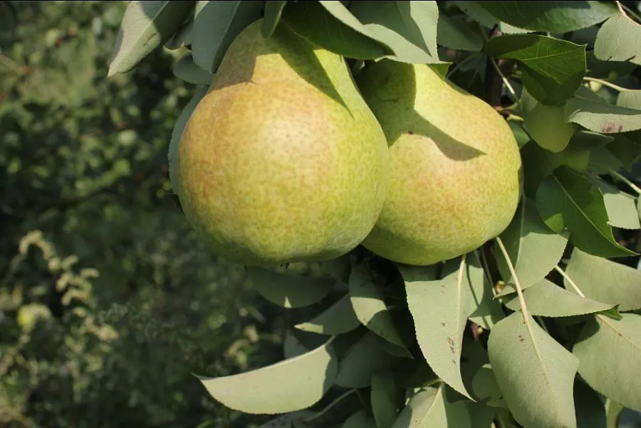 Груша Тютчевская v7 100-140 Tim 