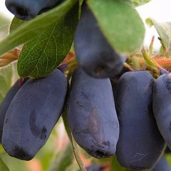 Жимолость плодовая Мальвина Р9 Tim 