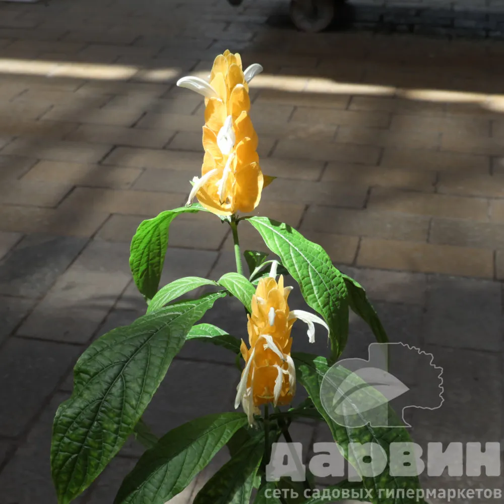 Пахистахис d9 ХР 