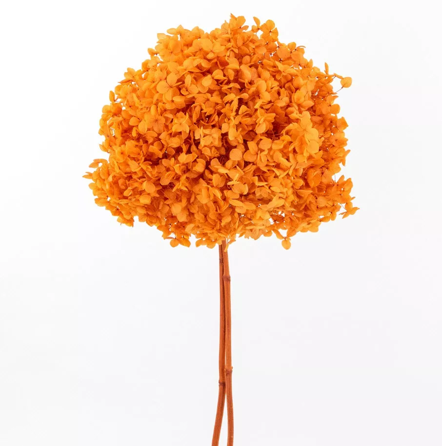 Сухоцветы Гортензия 60-65см, оранжевый по цене 
