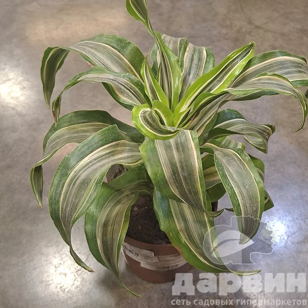 Драцена Копстек Лемон Сюрпрайз d12 h22 