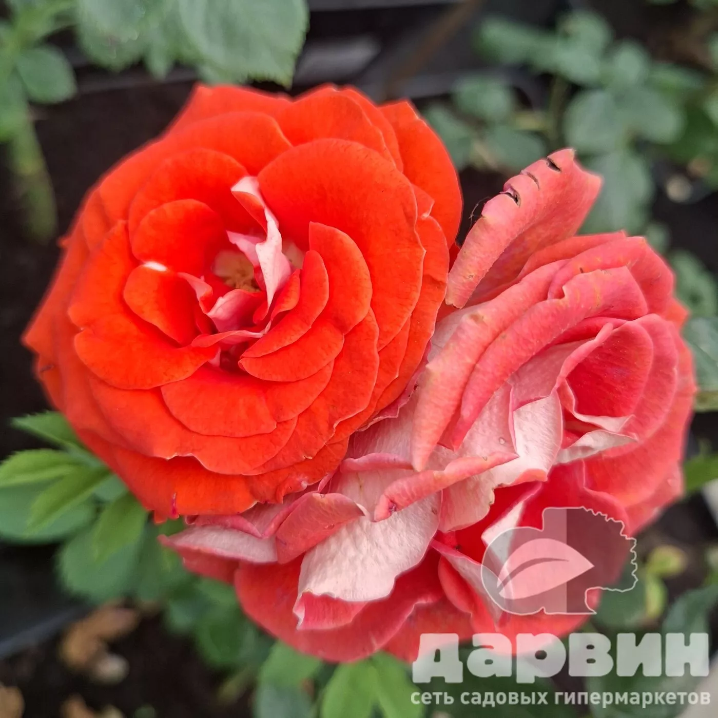 Роза спрей Задик v5 Lav 