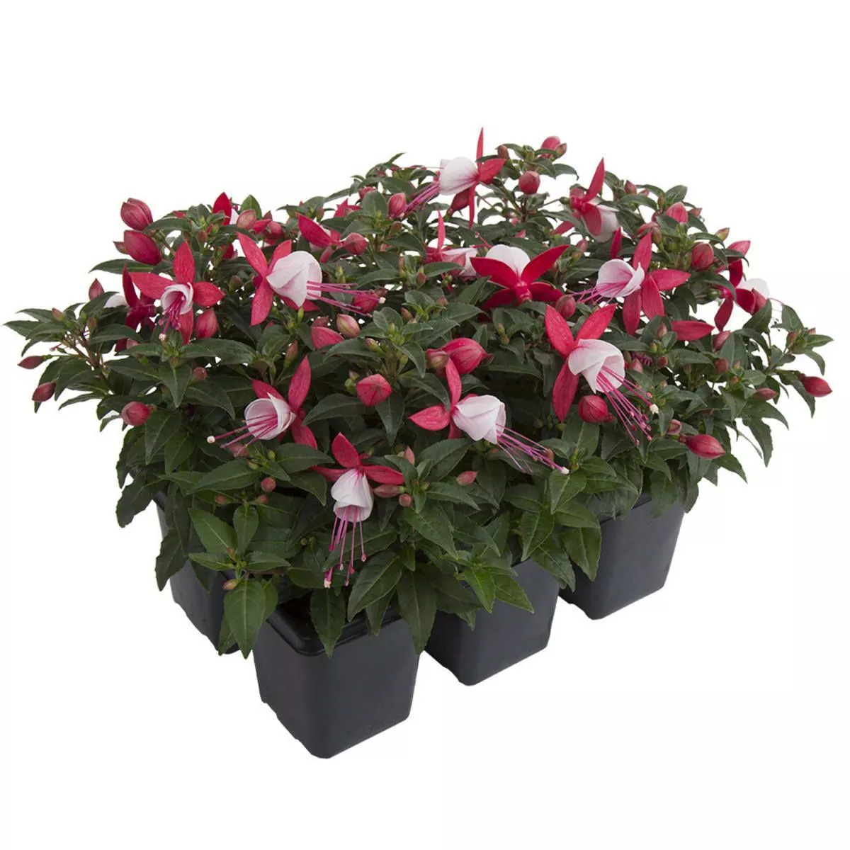 Фуксия касета 6 шт ЕГ 