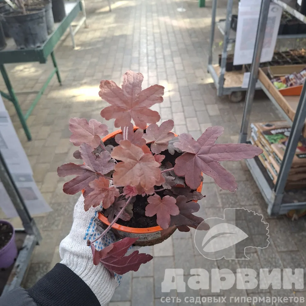 Гейхера Ред Ровер d15 Lav 