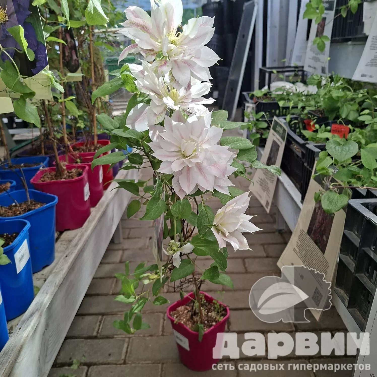 Клематис Андромеда v2 CL 