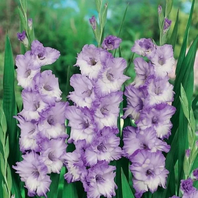 Луковица Гладиолус Свит Блю, 5шт/уп 