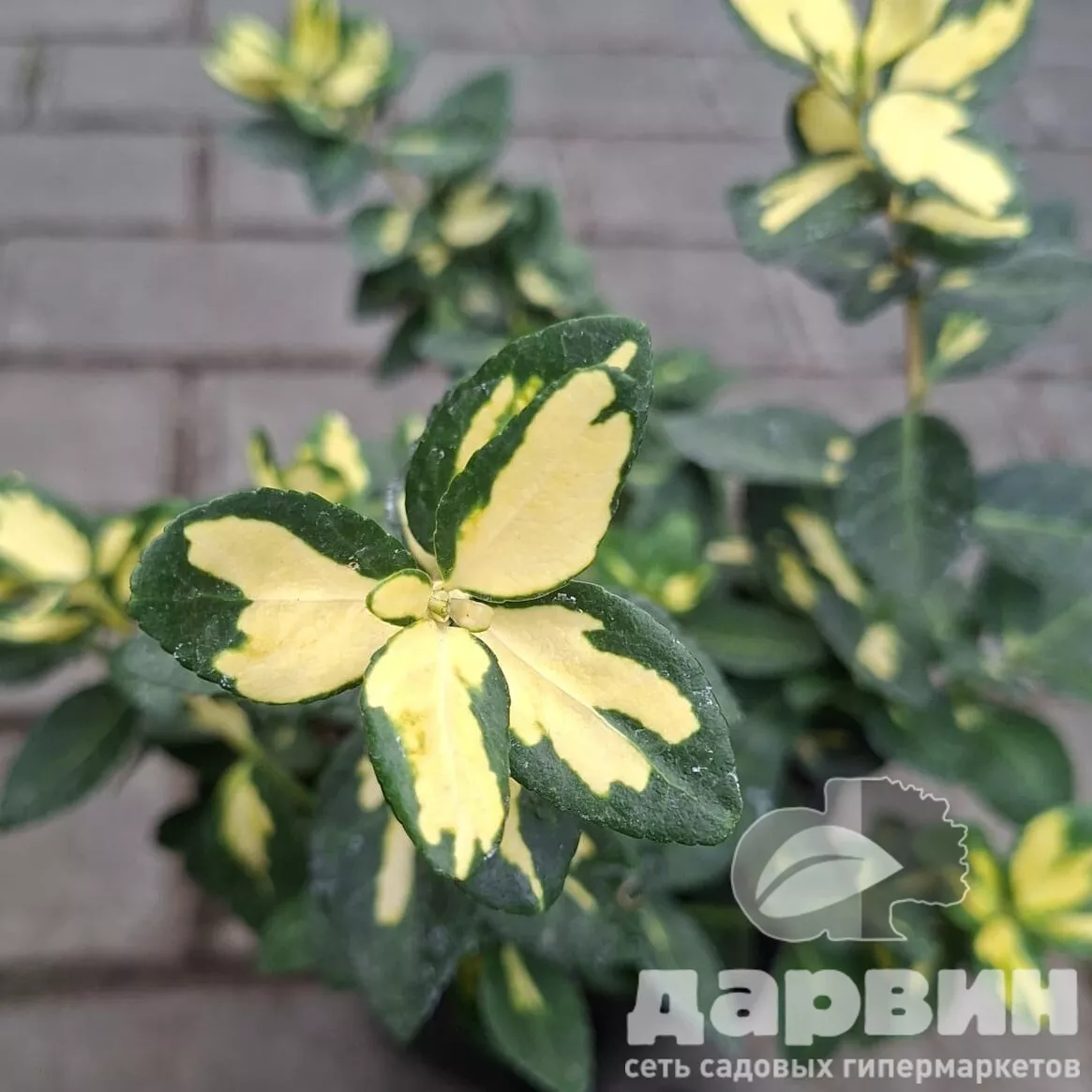 Бересклет форчуна Блонди v2 Lav 