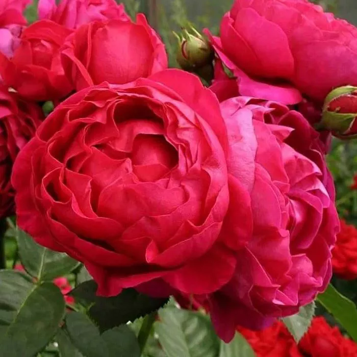 Роза чайно-гибридная Аскот v3 Lav 