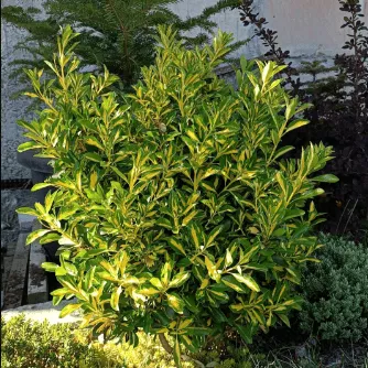 Бересклет японский Экстаз v2 Lav 