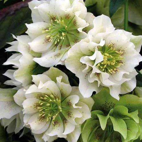 Корневище Морозник восточный Дабл Элен Вайт 1 шт Поиск 