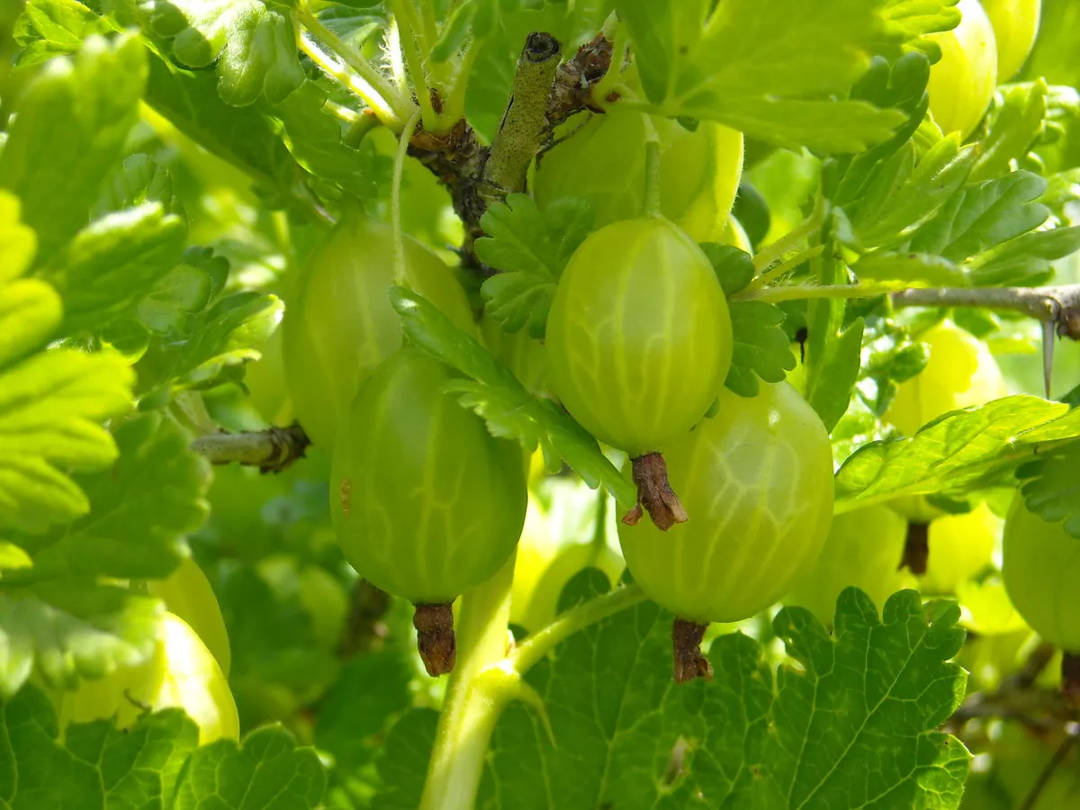 Крыжовник Снежана желт. в коробке ЦО 