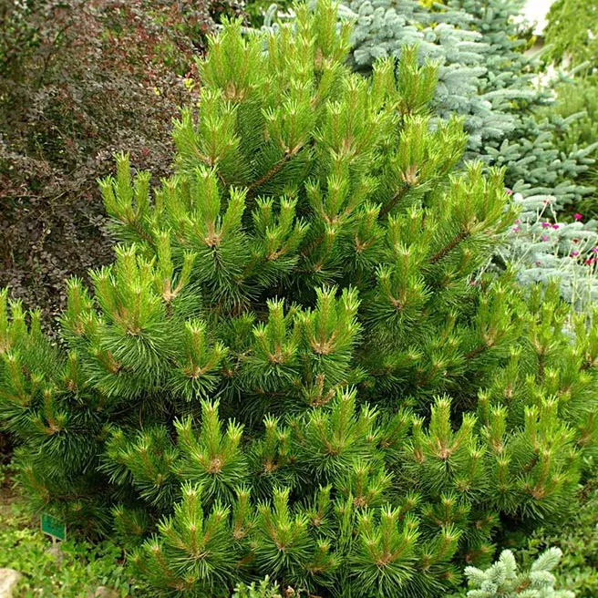 Растение сосна черная Нина Вурстл 40-60 ST 