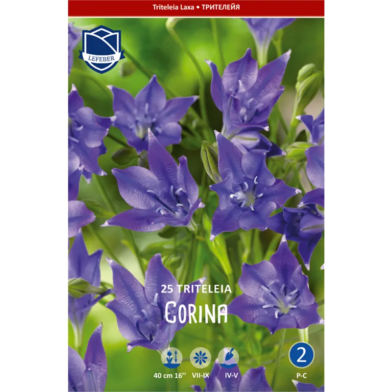 Клубень Трителия Корина 6/7 25шт 