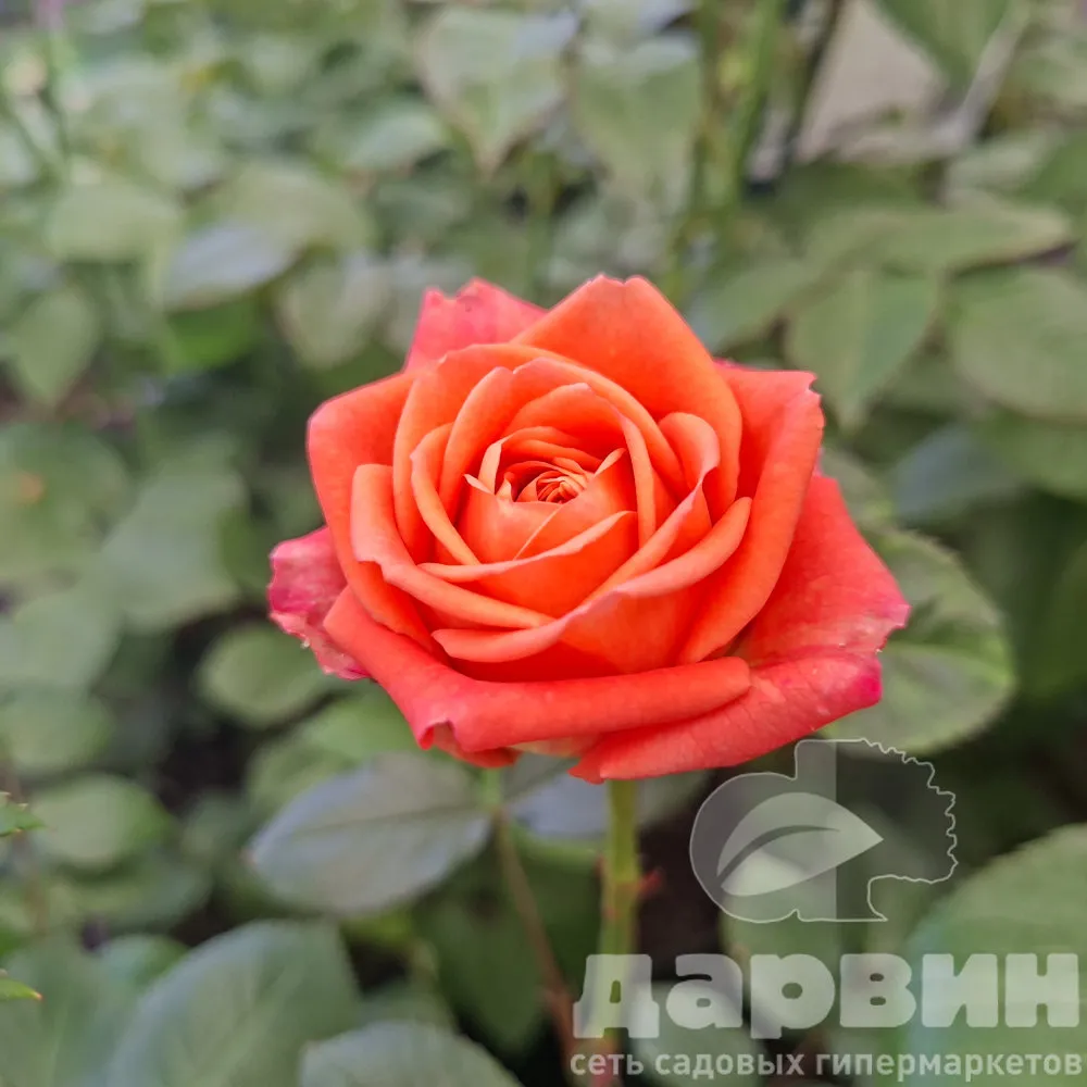 Роза спрей Фиеста Баблс v5 Lav 