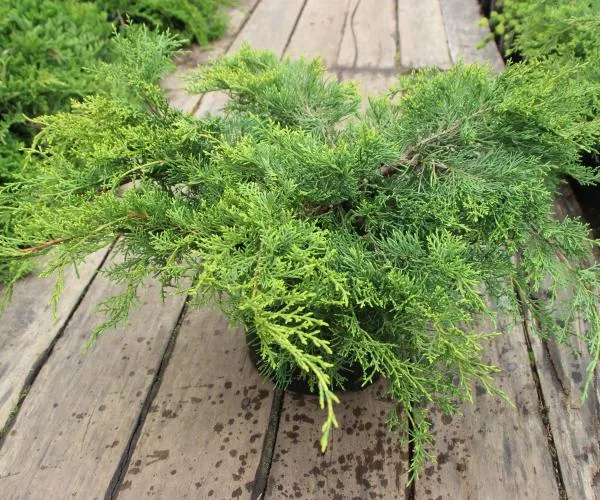 Можжевельник средний Пфитцериана Ауреа v15 50-70 Bor 