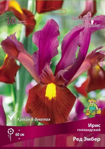 Клубень Ирис голландский Ред Эмбер 6/7 10шт Поиск 