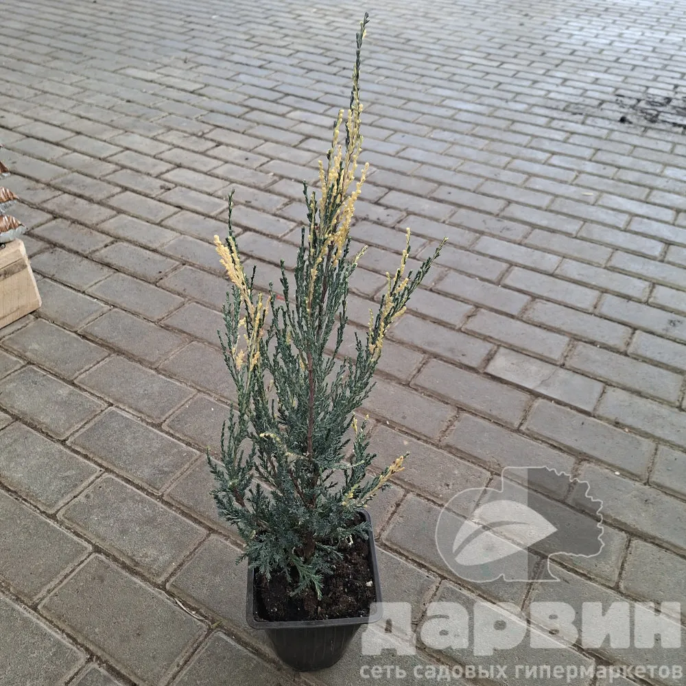 Можжевельник скальный Блю Айвори v2 Lav 