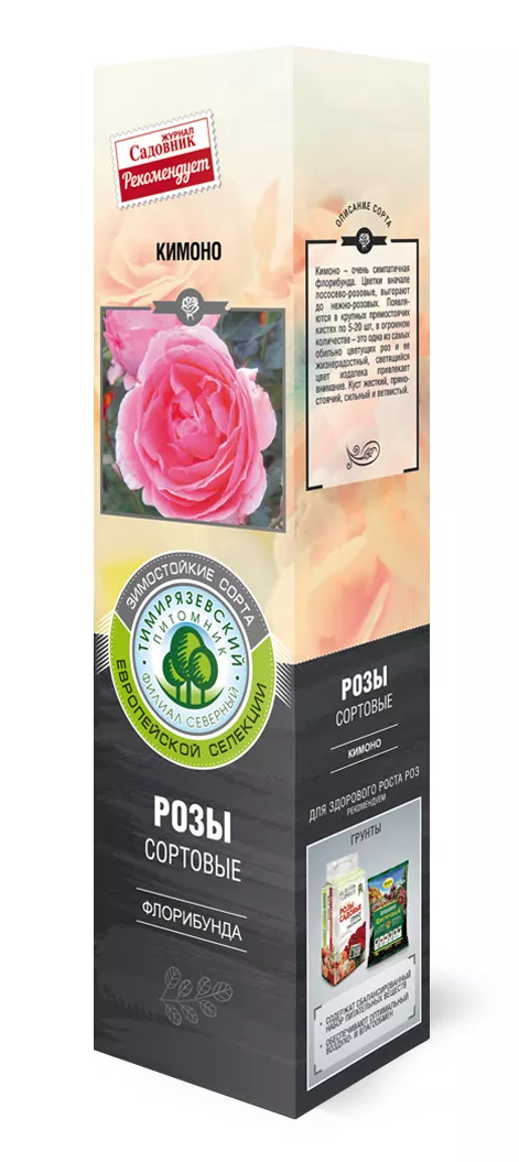 Роза флорибунда Кимоно в коробке ZP 