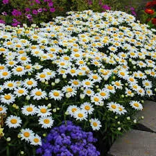 Нивяник Сноукэп (С3) ЦО 