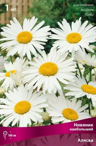 Корневище Нивяник наибольший Аляска I 1шт Поиск 