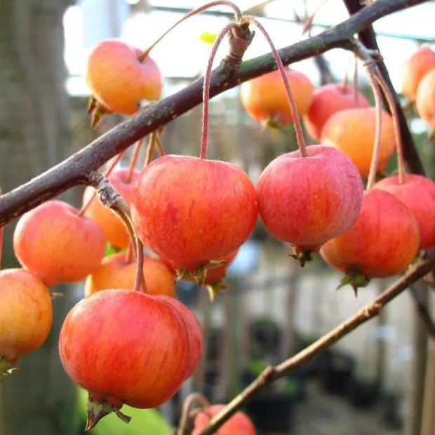 Яблоня Эверест с6 130см 