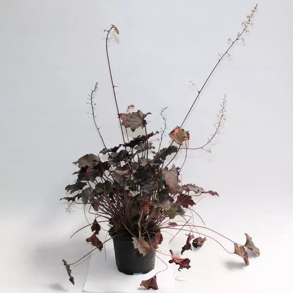 Гейхера Фростед вайолет Р13 Tw 